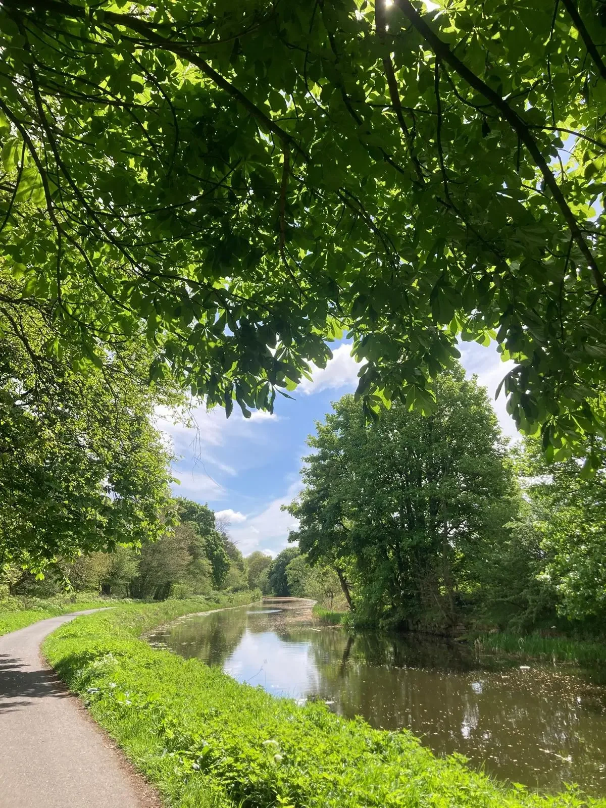 Tree-lined path through a peaceful green woodland near the river.