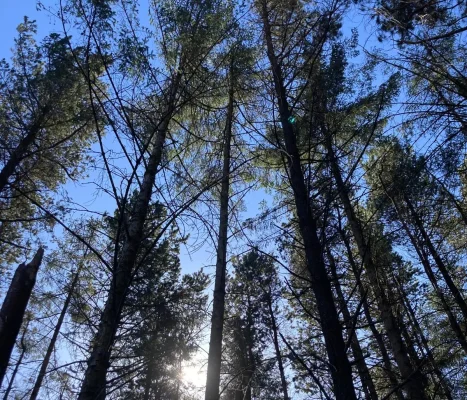 Sunlight filtering through tall woodland trees.